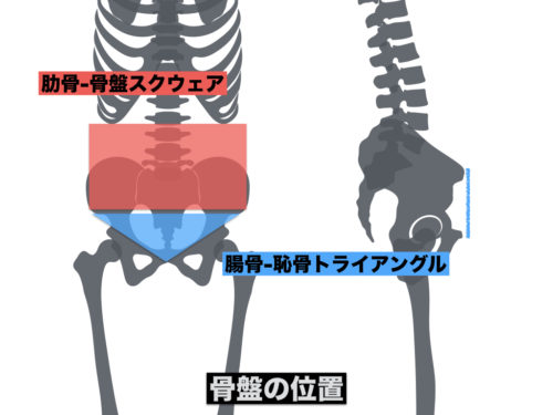 骨盤の位置の図